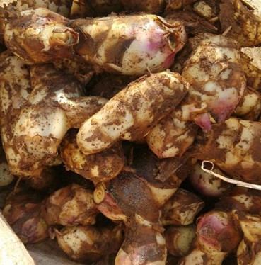 芭蕉芋淀粉加工設(shè)備3.JPG